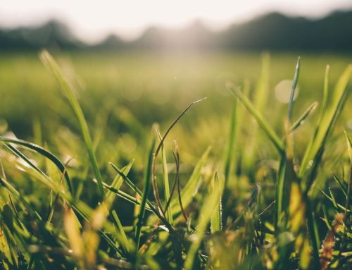 How do I Keep my Grass Green During a Heat Wave?