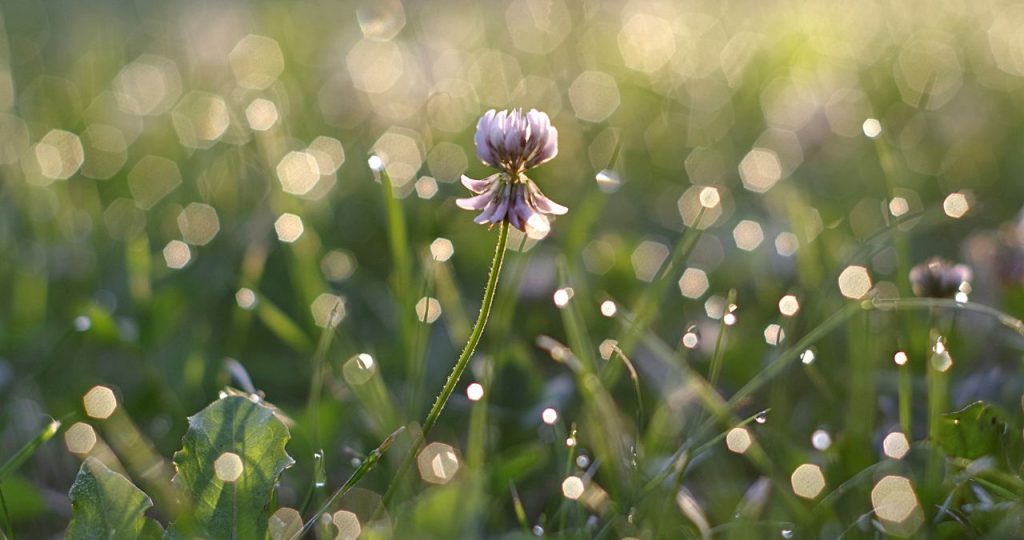 should you add clover to your lawn?