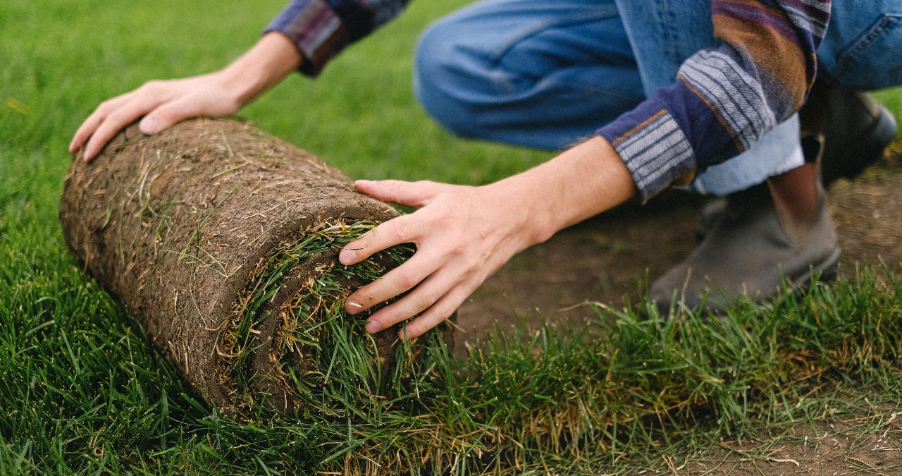 How Often Should You Water New Sod?
