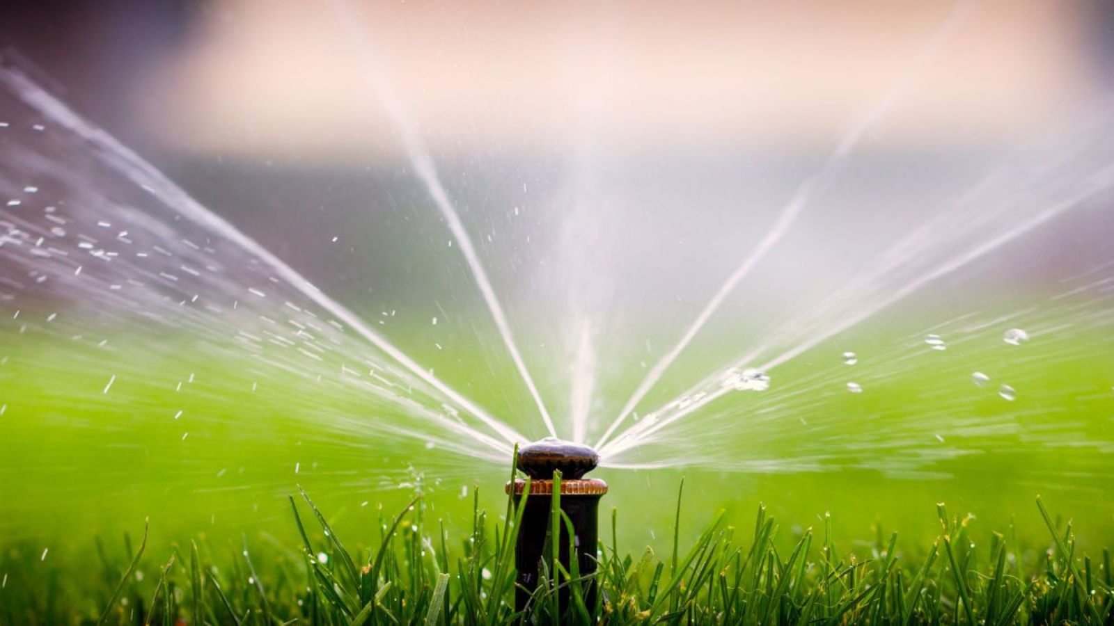 Common Watering Mistakes Homeowners Make Every Spring and How to Fix Them