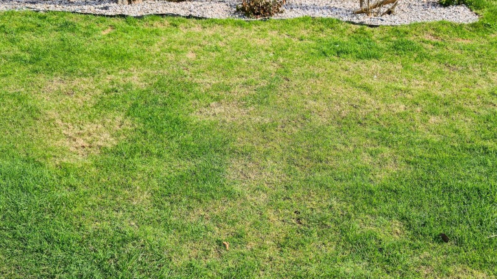 Help, My Lawn is Turning Brown: What’s Normal Summer Stress vs Permanent Damage in Omaha Lawns