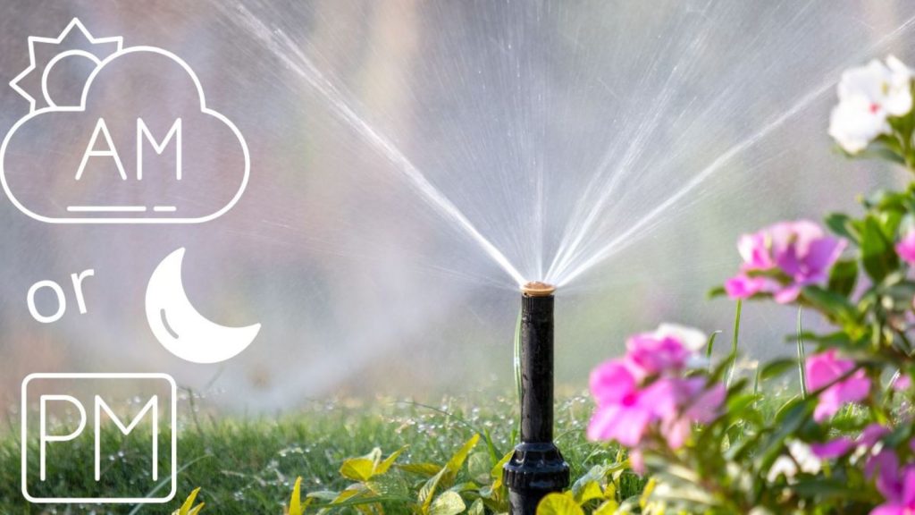Early Morning vs Evening Watering: What’s Best for Your Lawn During a Heat Wave?