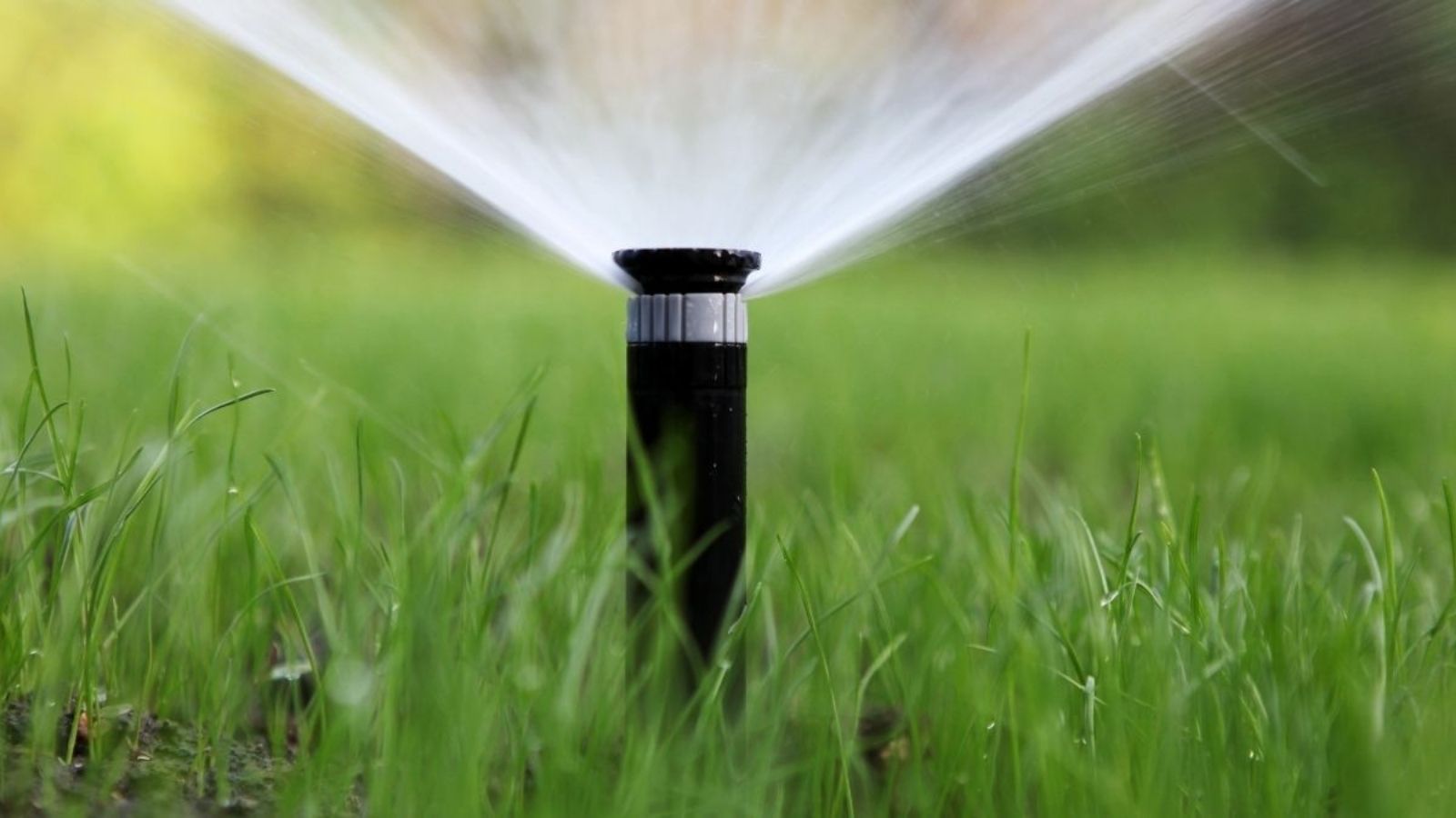 watering new grass seed after overseeding