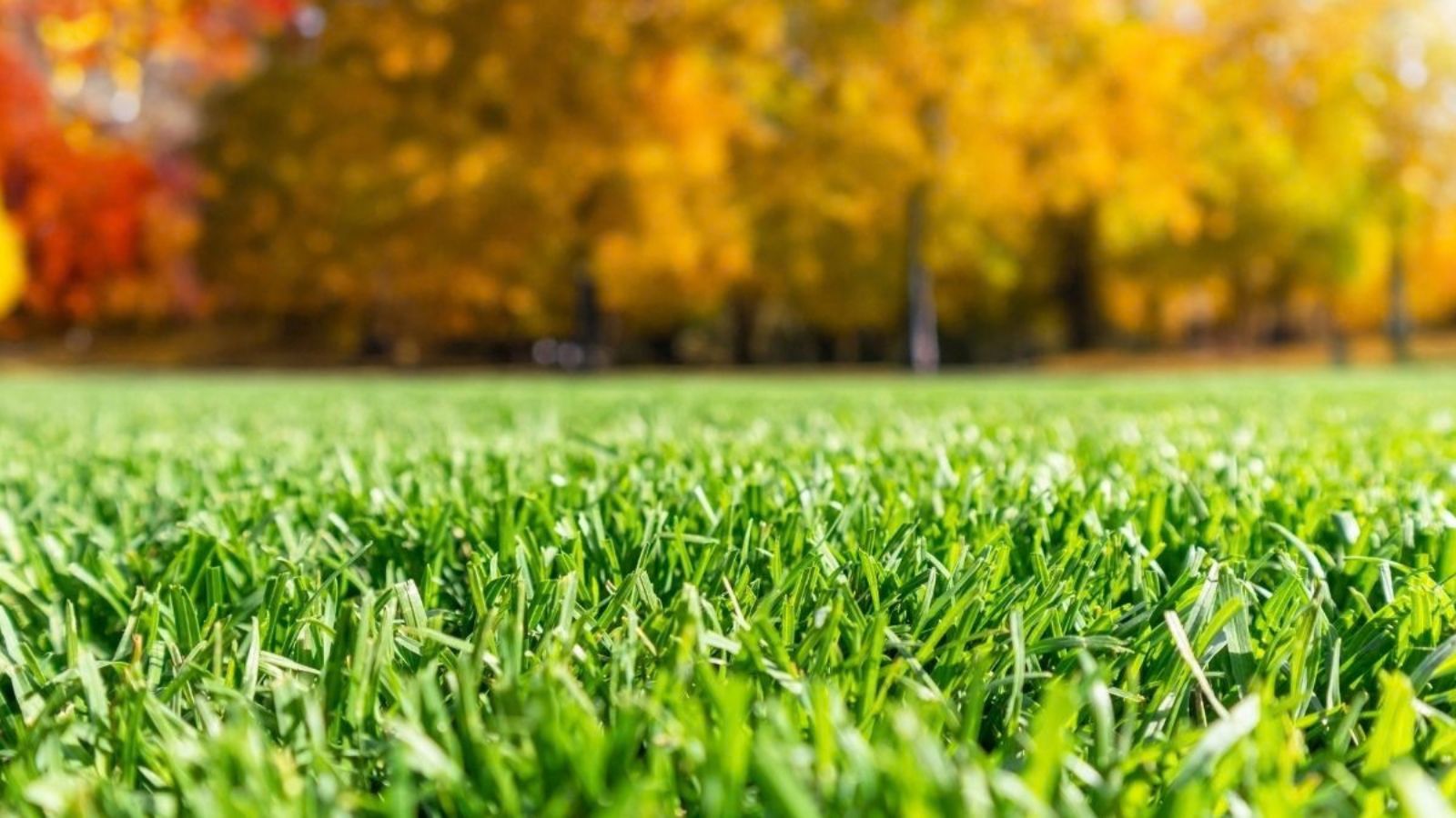 winterizing sprinklers